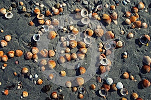 Seashells on the beach. Vacation background. Beach full of shells.