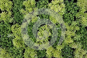 Top view of sedum arce and gold moss sedum. photo