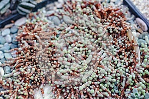 Top view of sedum growing in botanical garden