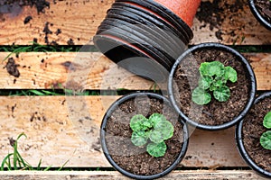 Seedings in planting pots