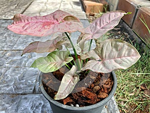 Top view with selective focus pink Syngonium in the pot for decorate house garden