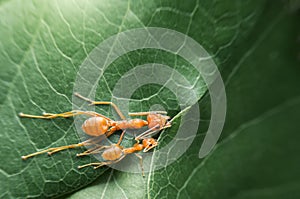 Top view selective focus team works red ants create their nest by green tree leaf with nature background