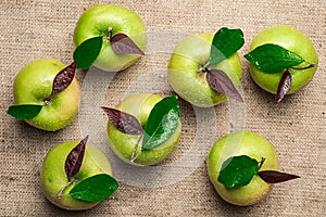 Top view of seven green apples with water drops and leaves on br