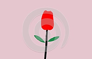 Top view, Shadow of single red tulips flower blossom isolated on pink background for design or stock photo, illustration, tropical