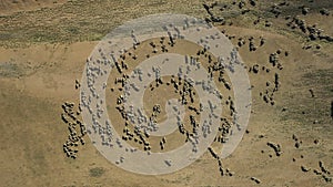 Top view of sheep herd on deserted land