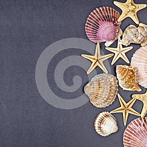 Top view of shells and starfish group on black background