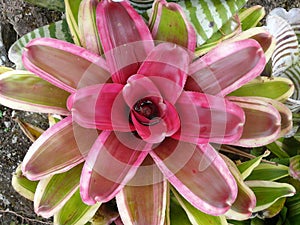 Top view shot of a beautiful pink-leaved Bromeliad in its full bloo