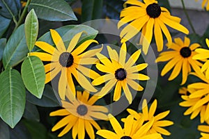 Top view shot of blooming Black-eyed Susan flowers