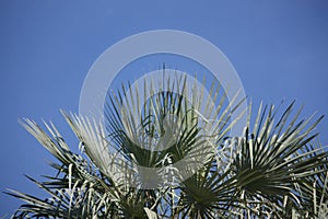 Top view shot of the Copernicia alba trees with blue clear sky background.
