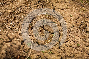 Top view shot of cracked soil. dry soil in cracks in the spring. young grass grows out of dry ground