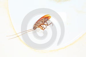 Top view shot of a dead cockroach in the dirty toilet bowl with water