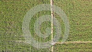 Top view shot the small tree between rice sprouts farm.