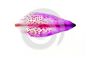 Top view shot of a stargazer lily petal with ombre pink colors against a white background