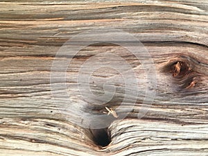 Top view shot of texture in wood with wholes and tree lines
