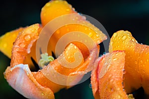 Top view shot of two yellow tulips with water drops on them