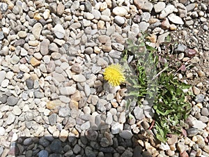 Top view shot of a yellow flower on the pebbles