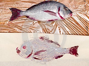 Top view of silver fish and its print on fabric