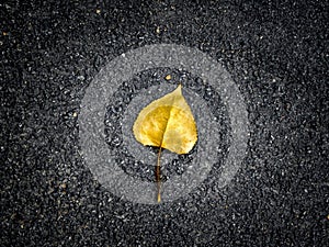 Top view of a single autumn leaf lying on a dark asphalt surface.