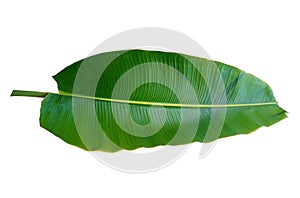 Top view, Single banana leaf isolated on white background for design or stock photo, summer flora, nature plant