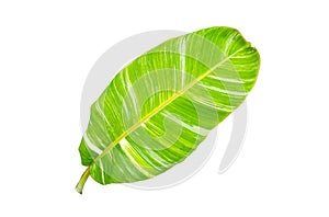 Top view, Single banana leaf isolated on white background for design or stock photo, summer flora, nature plant , stripes leave