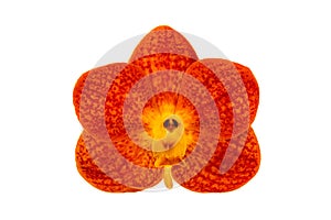 Top view of single blooming orange ascocentrum hybrid orchid flower isolated on white background