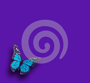 Top view, Single blue butterfly flying isolated violet background for stock photo design or advertise product