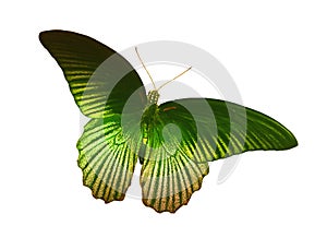 Top view, Single brightness green yellow butterfly flying isolated white background for stock photo design or advertise product,