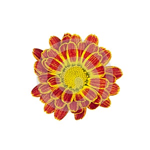 Top view single flower on white background