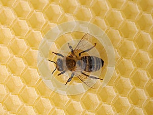 Top view of single honey bee on new wax center panel, apis mellifera on new vacant honeycomb