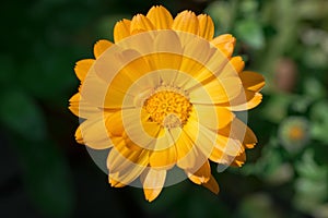 Top view of a single orange calendula flower head