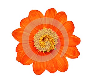 Top view of single orange flower isolated on white