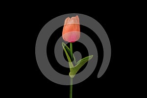 Top view, Single orange tulips flower blossom isolated on black background for design or stock photo, illustration, tropical