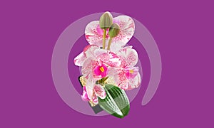 Top view, single orchids flowers in black pot isloated on violet background for design or stockphoto, floral summer, tropical