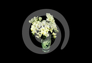 Top view, single orchids flowers in white pot isloated on black background for design or stockphoto, floral summer, tropical