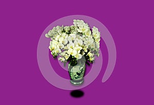 Top view, single orchids flowers in white pot isloated on violet background for design or stockphoto, floral summer, tropical