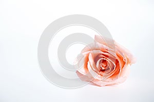 Top view of single pink rose flower blooming with drops of water on the petals isolated on white background.