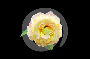 Top view, Single pure orange roses flower blossom bloom isolated on black background for stock photo, The beauty of natural