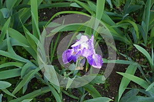 Top view of single purple flower of bearded iris
