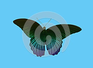 Top view, Single rainbow butterfly flying isolated cyan background for stock photo design or advertise product, summer animal