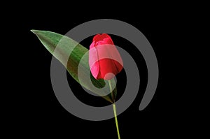 Top view, Single red tulips flower blossom isolated on black background for design or stock photo, illustration, tropical summer