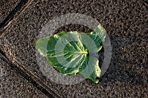 Top view of a singleleaf on the ground
