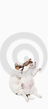 Top view of sleeping little puppies of Jack Russell dog isolated on background.