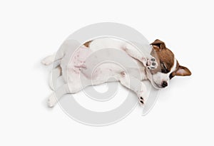 Top view of sleeping little puppy of Jack Russell dog isolated on background.