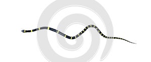 Top view small banded krait or bungarus fasciatus snake isolated on white background