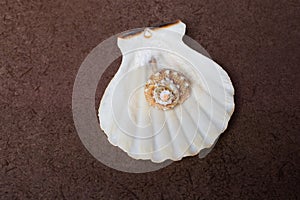 Top view of a small brown seashell on a large white shell