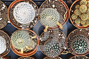 Top view of small cacti cactus plant in pot. Home gardening