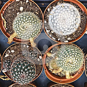 Top view of small cacti cactus plant in pot. Home gardening