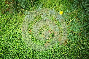 Top view, Small grassy green background and mimosa pudica biennial plant that is sensitive.