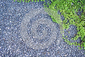 Top view small pebble or gravel stone texture with green ivy leaves patterns on floor and space for text,nature background