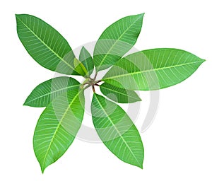 Top view of the small plant, green fresh leaf on center group branches, white background isolated.